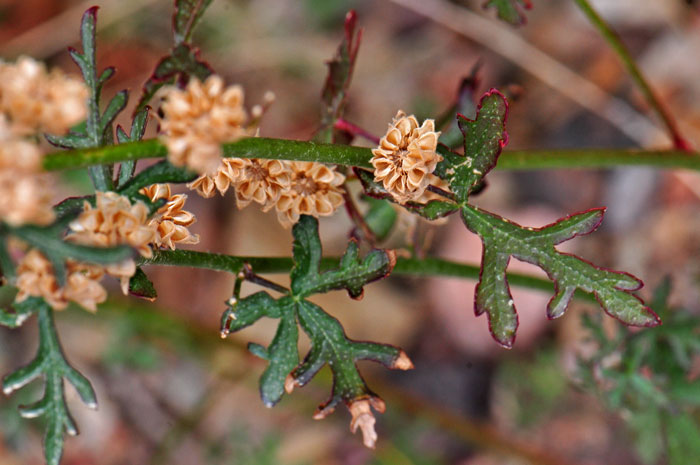 Sphaeralcea rusbyi, Rusby's Globemallow